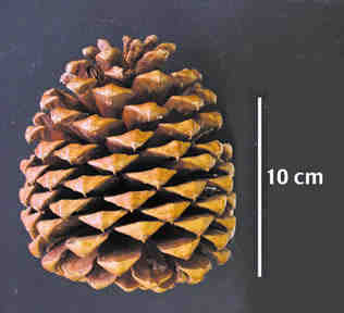 jeffreypine, cone